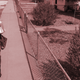 In this Friday, Aug. 26, 2011 photo, postal worker Chris Turner, 49, walks in front of a yard that has gravel instead of grass, in El Paso, Texas. The city started a successful water conservation program 20 years ago that included replacing grass with water saving landscaping plants and materials like gravel.